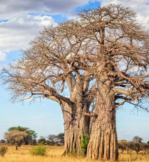 Baobab in Tarangire