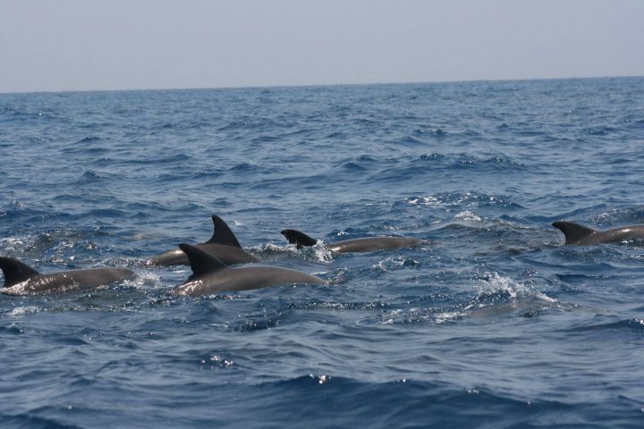 Bottlenose & Humpback Dolphins