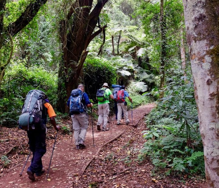 Forest walk, on mount Kilimanjaro