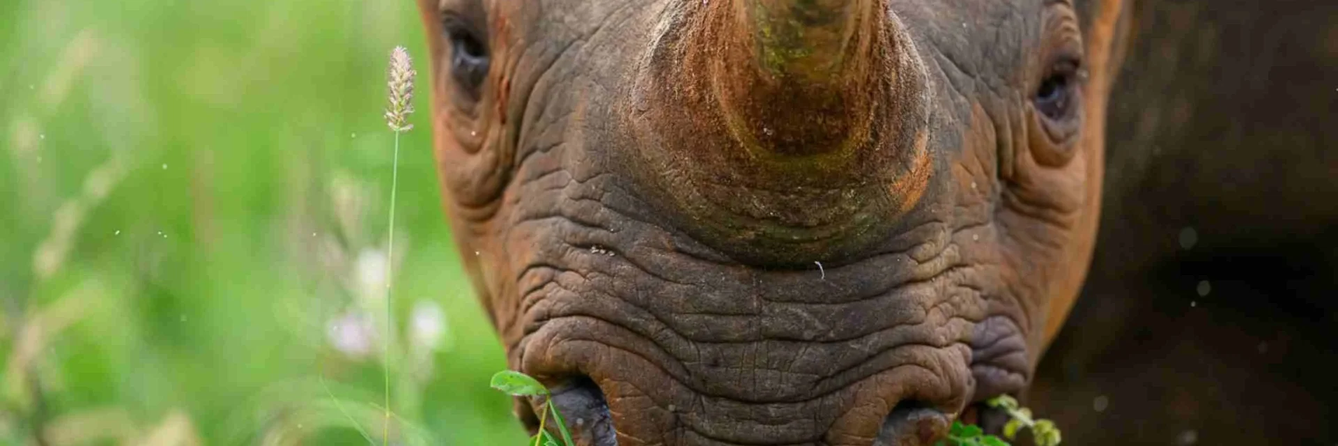 Mkomazi National Park