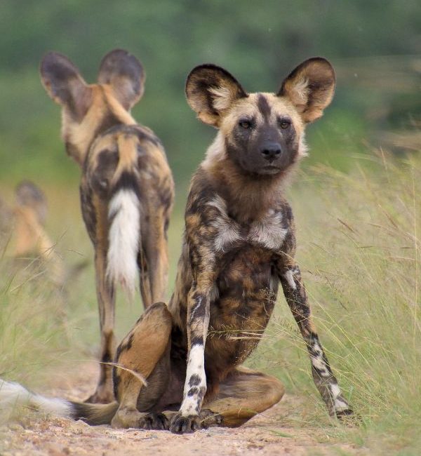 Mkomazi national park (1)