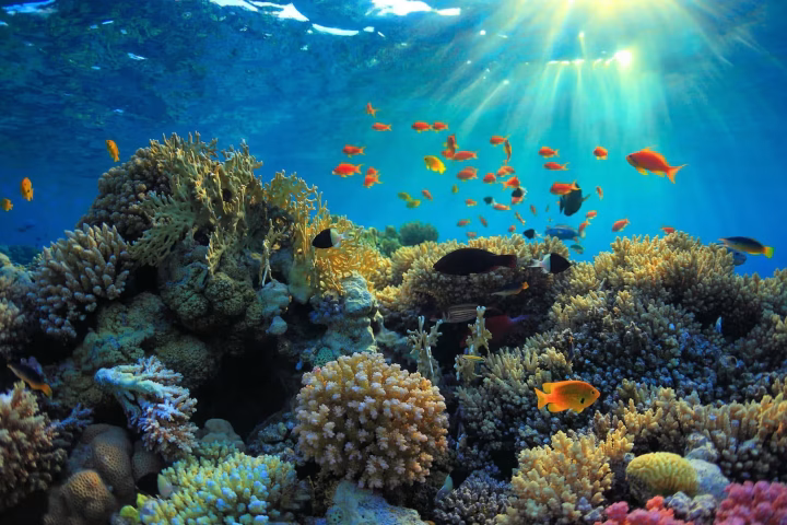 Mnemba Atoll