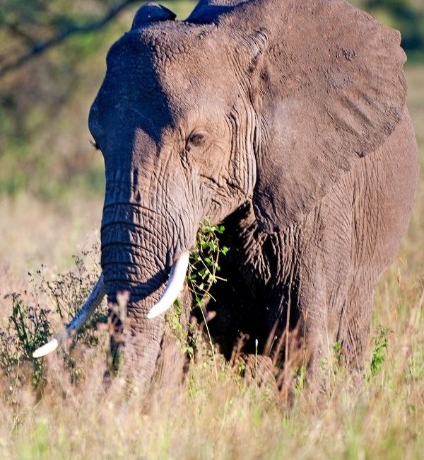 Serengeti National Park (1)