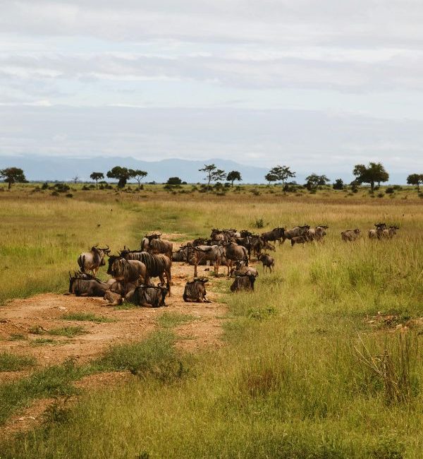 Wildebeest Calves