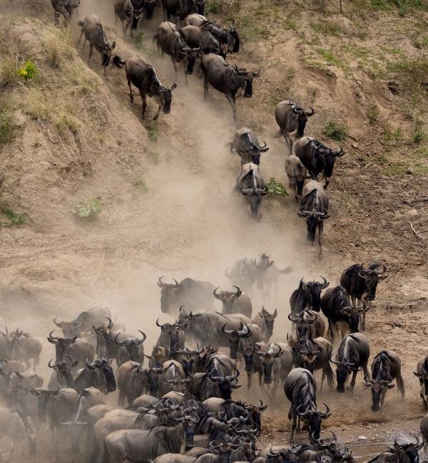 Wildebeest Migration
