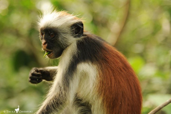 Zanzibar Red Colobus