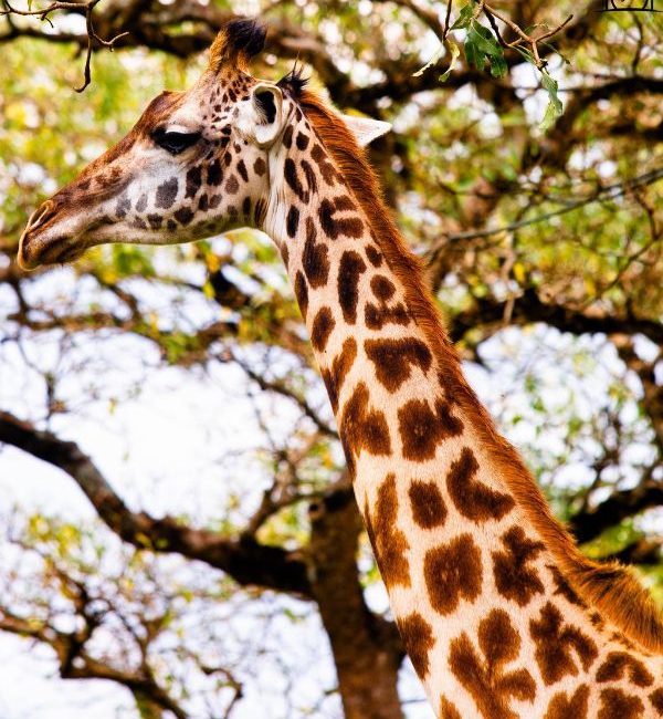 arusha national park (1)