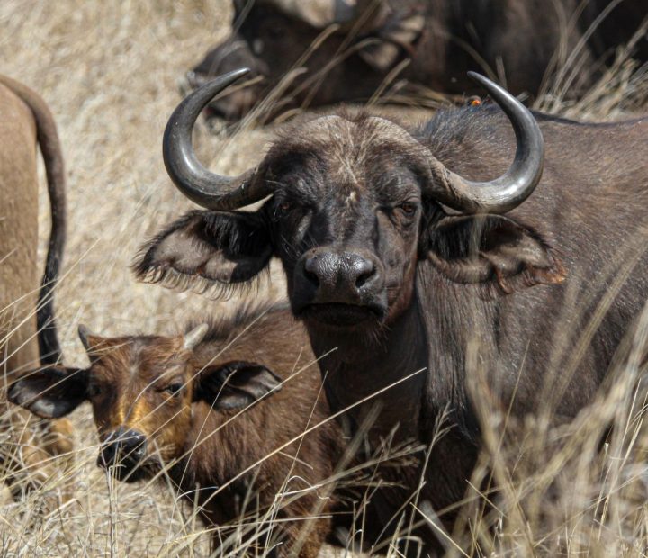 cape buffalo