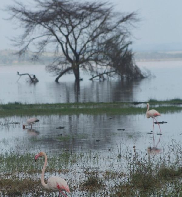lake manyara (1)