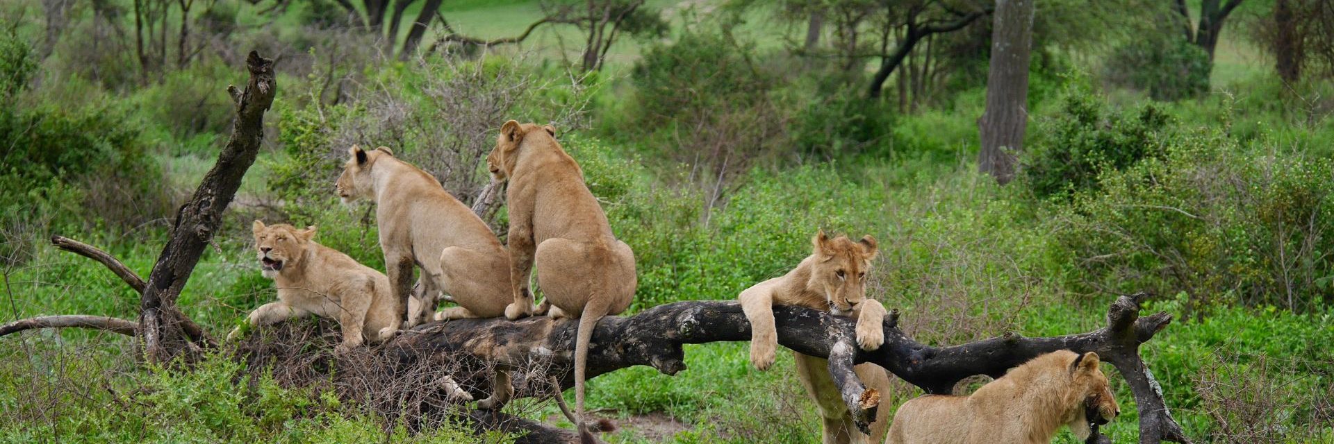 lake manyara