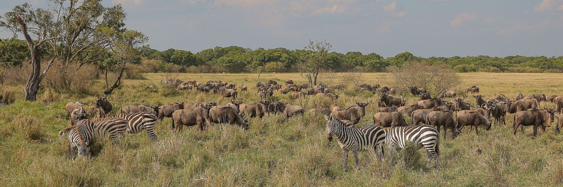 ndutu plains