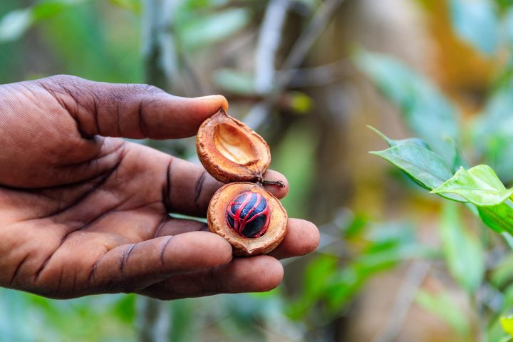 spice farm zanzibar